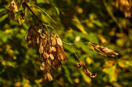 Autumn nature mood