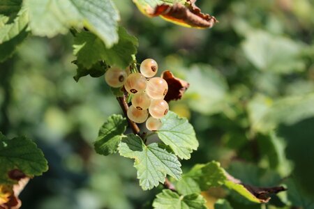 Food nature delicious