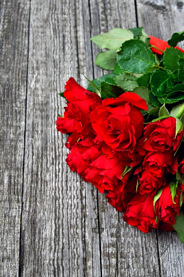 Romantic roses nature