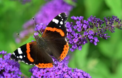 Pyrameis atalanta edelfalter nymphalidae