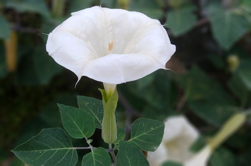 White flower germany toxic