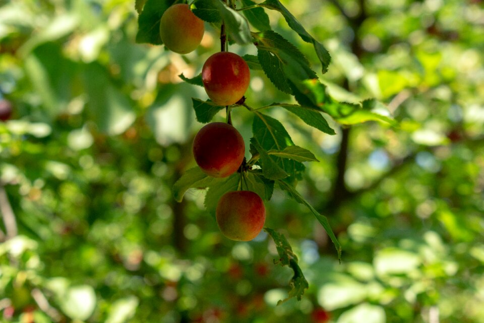 Tree healthy food