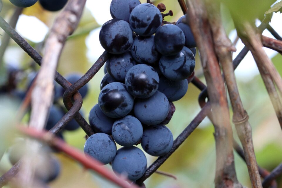 Growing healthy sweet