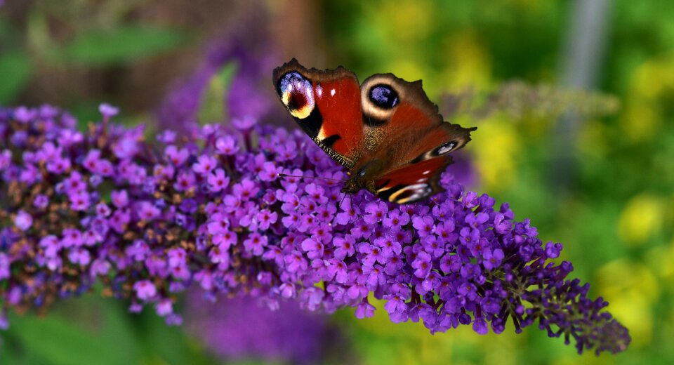 Lilac zierflieder purple
