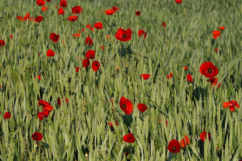 Field of poppies nature grain