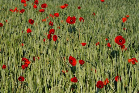 Field of poppies nature grain