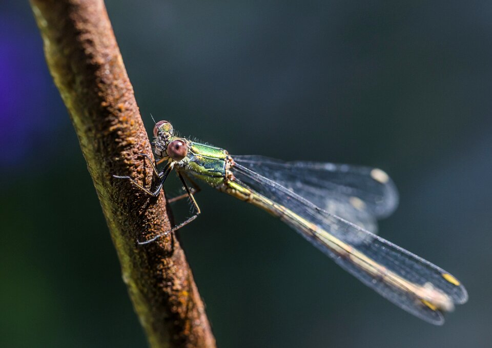 Macro color blue