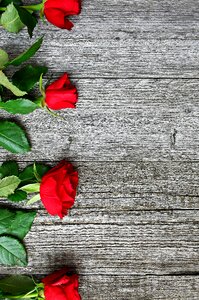 Romantic roses nature