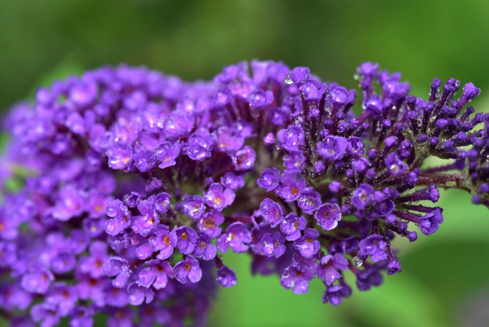 Garden purple plant