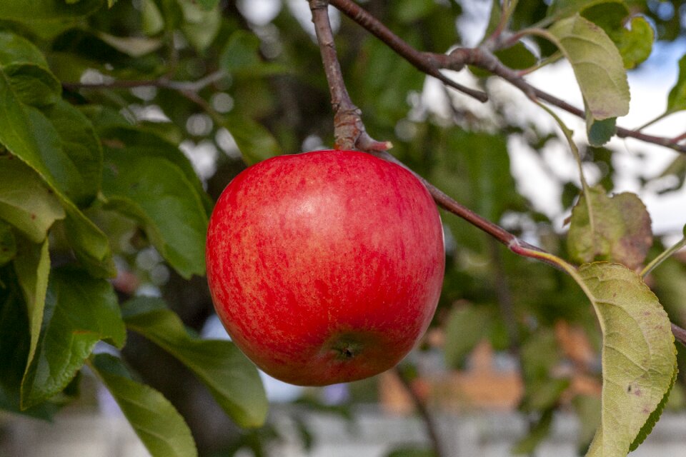 Garden fresh delicious