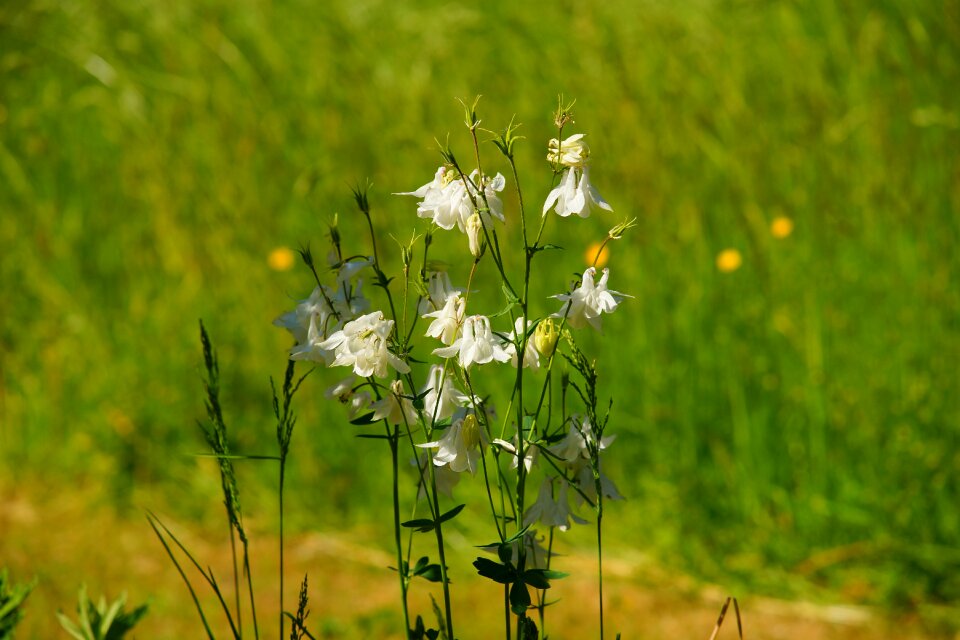 Filigree plant nature