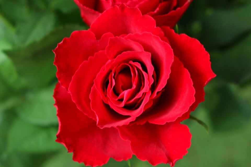 Beauty elegance romantic