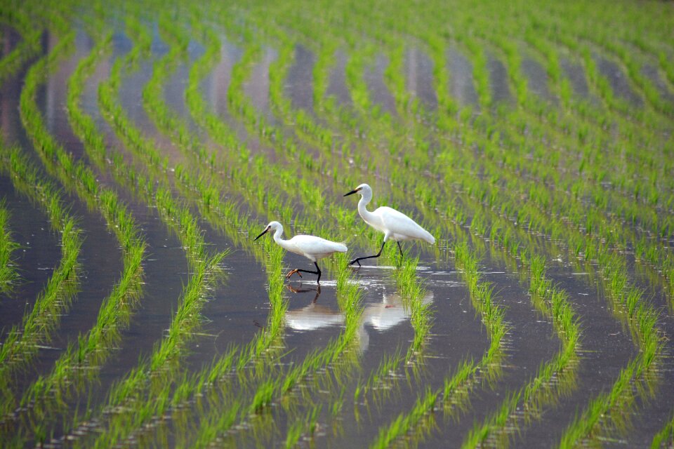 Landscape animal s