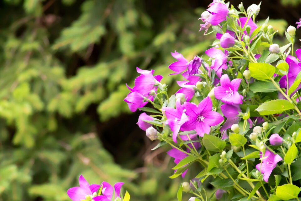 Nature plant green