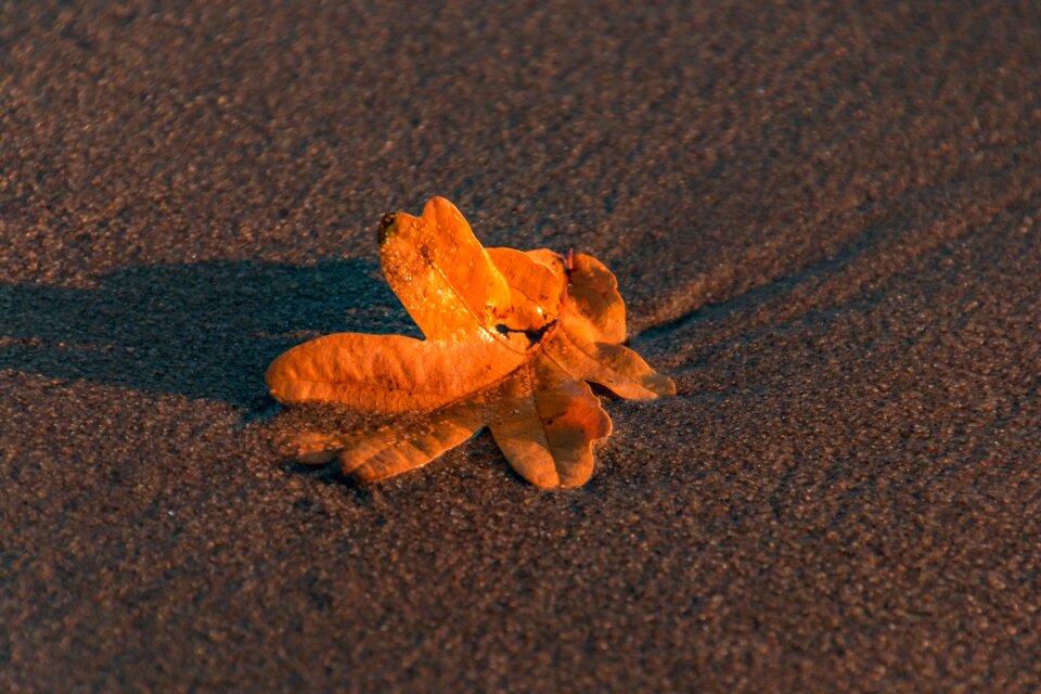 Beach autumn leaves
