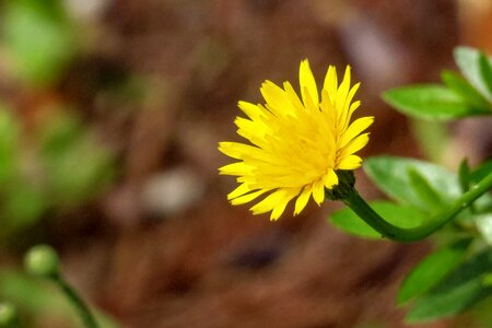 Flower hua xie bloom