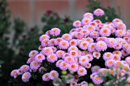 Autumn decoration bloom