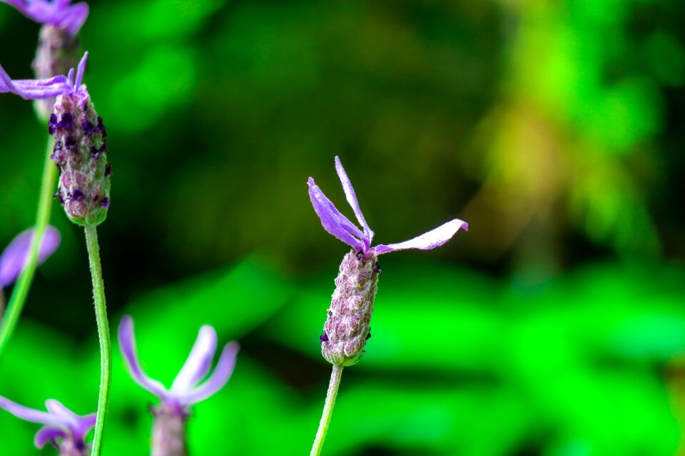 Hua xie bloom natural