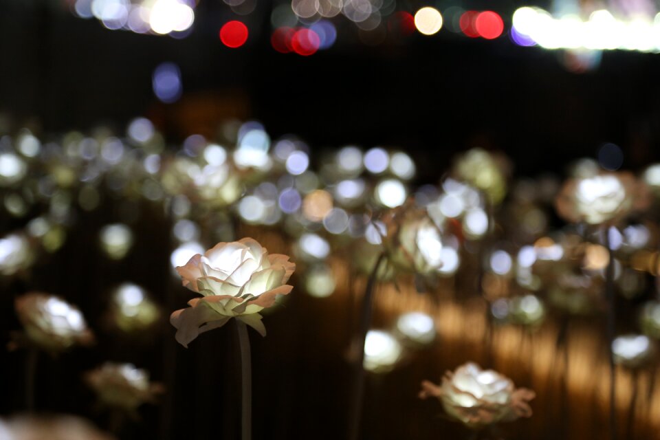 Night flowers electric