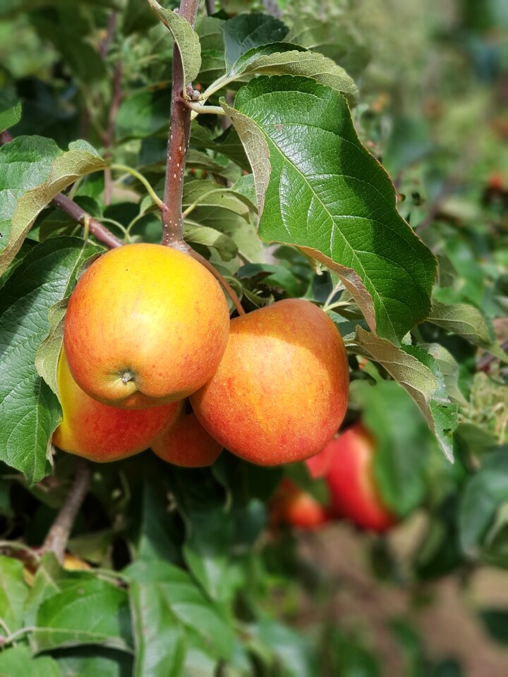 Fruit apple tree nature