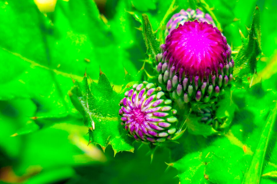 Flower hua xie bloom