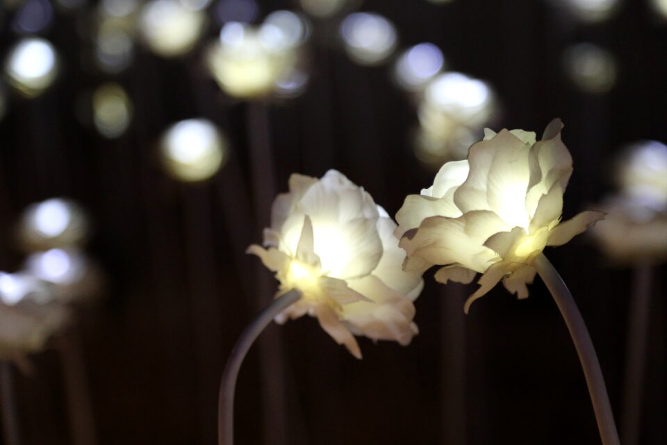 Night flowers electric