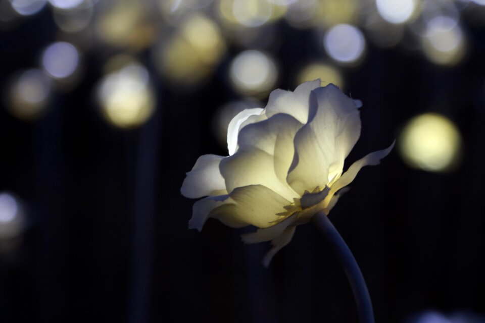 Night flowers electric