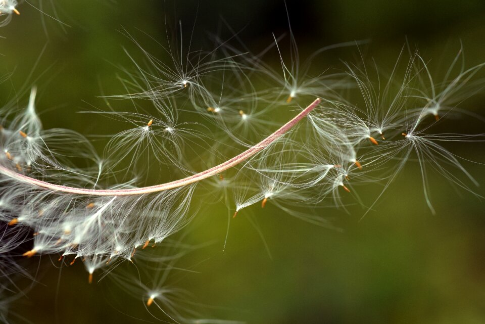 Seeds plant pointed flower