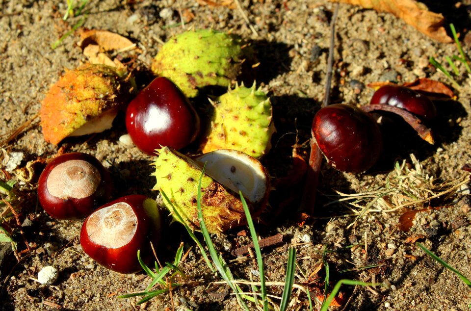 Autumn september in the sun