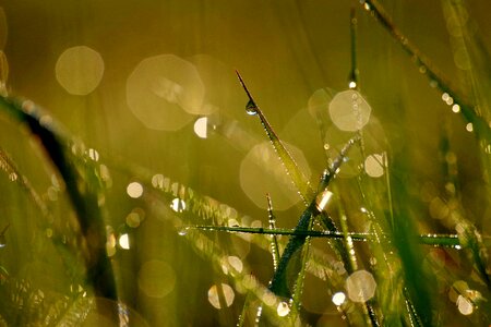 Dewdrop close up plant