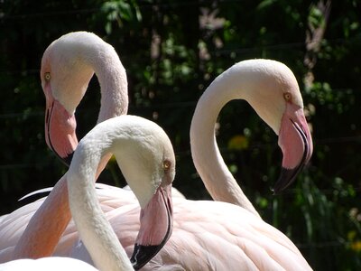 Water bird flamingo pink zoo photo