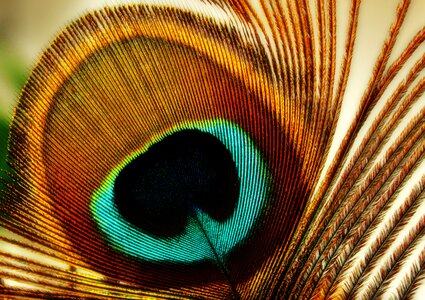 Bird plumage iridescent