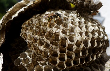 Sting close up honeycomb structure photo