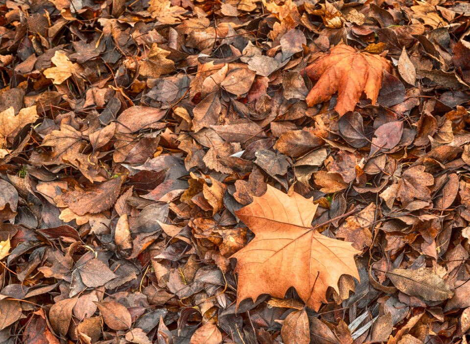 Leaves nature fall