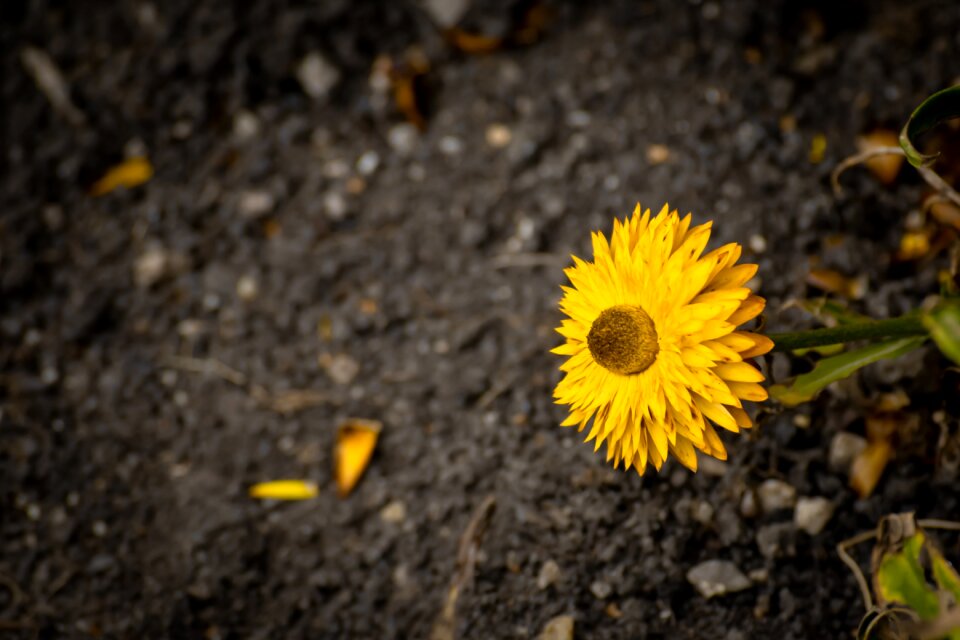 Nature summer bloom