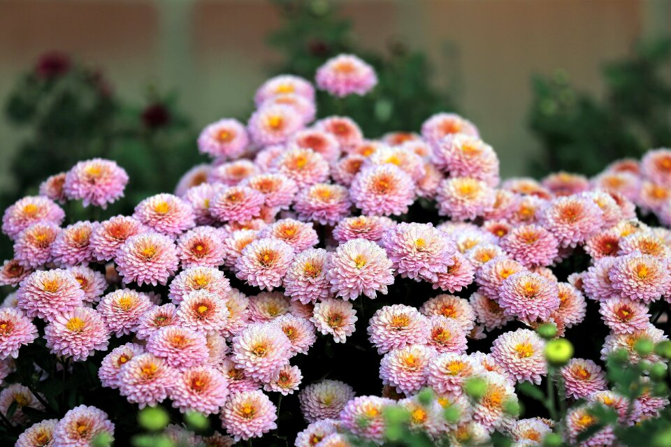 Bloom blossom autumn
