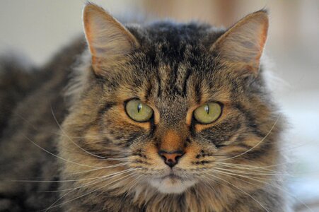 Fur eye portrait photo