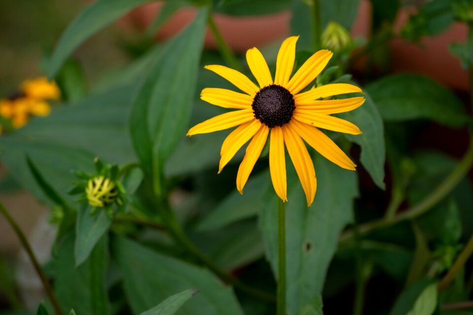 Nature summer bloom