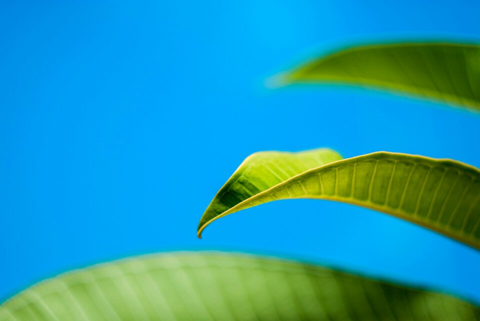 Plant fresh closeup