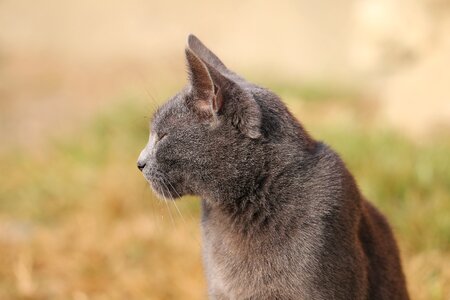 Animal pet cute