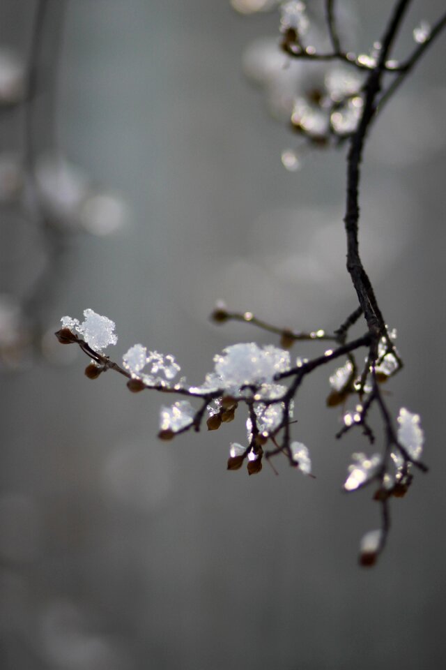 Ice winter nature