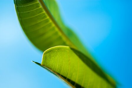 Plant fresh closeup