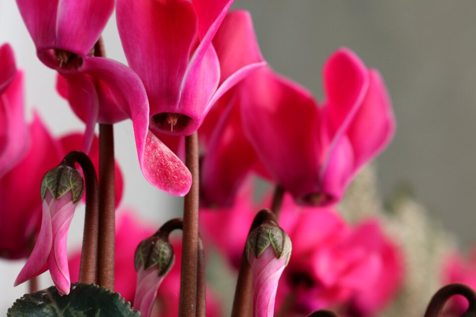 Nature pink violet