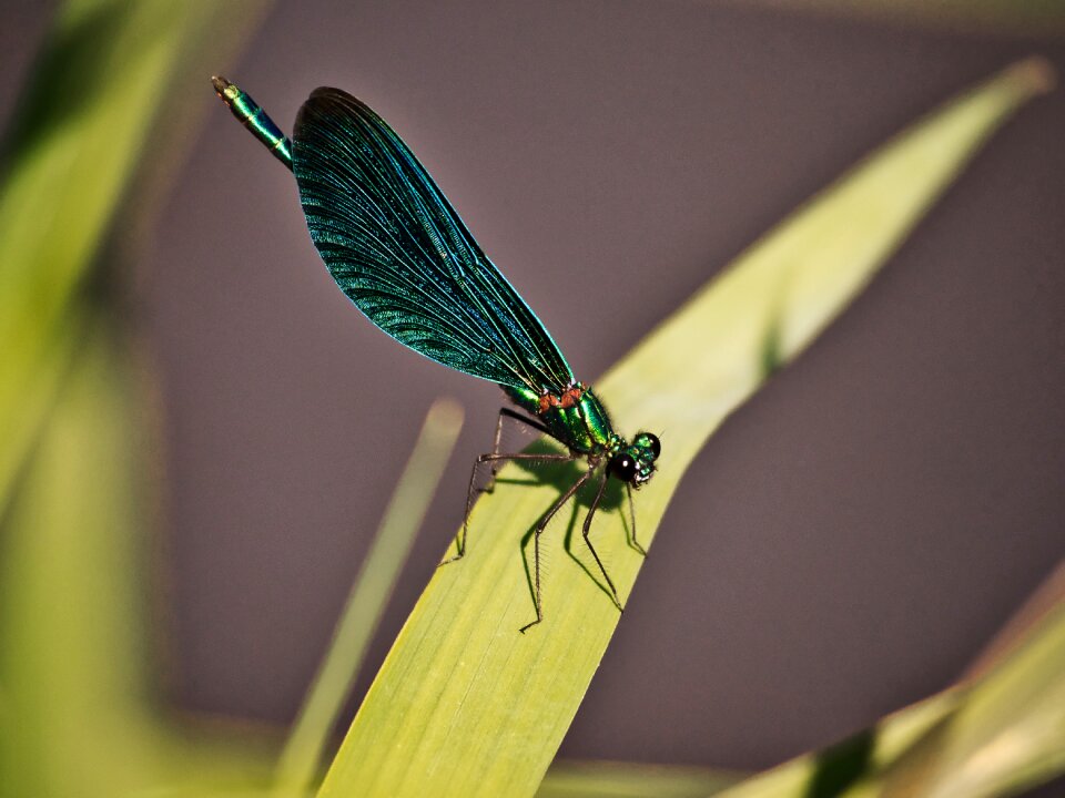 Insect nature wing