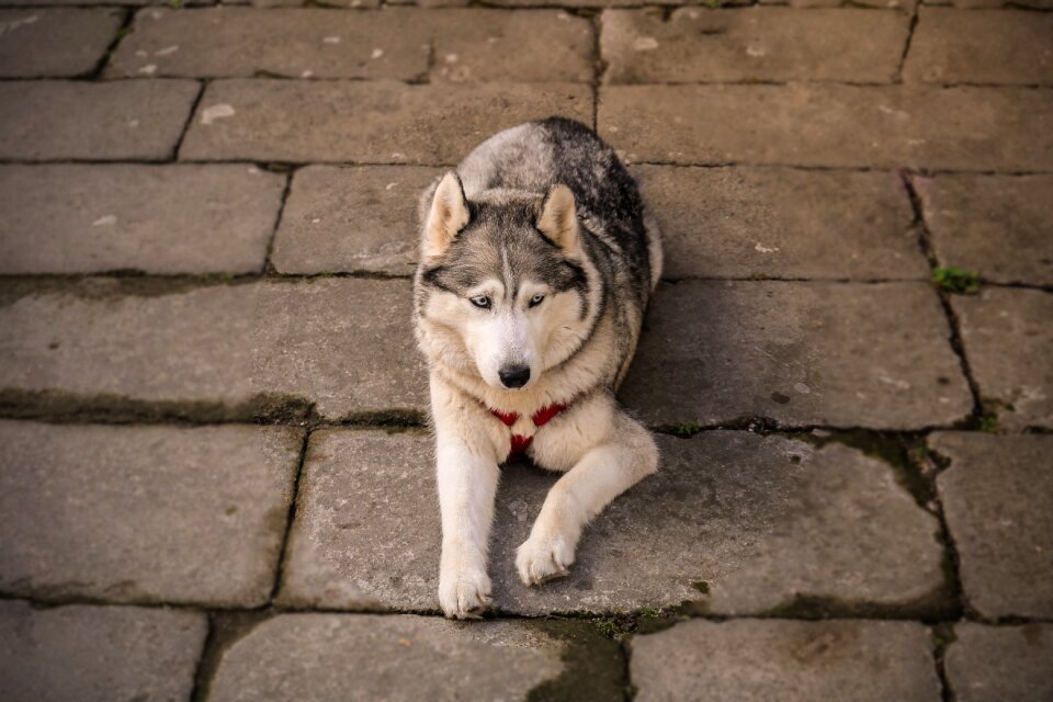 Nature mammal puppy