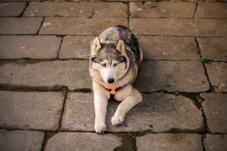 Nature mammal puppy