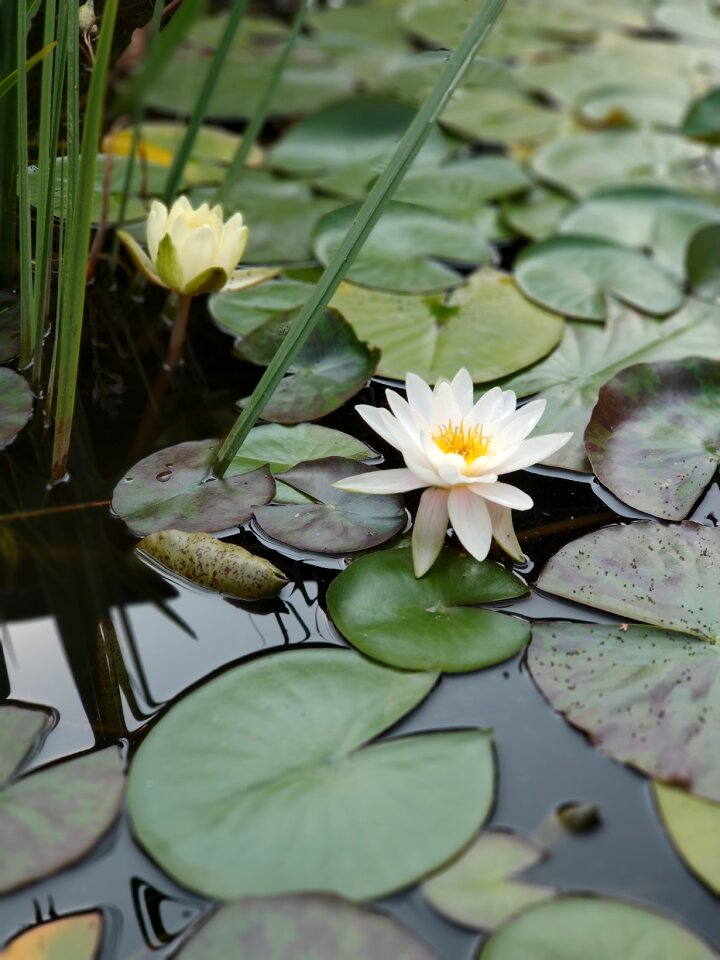 Water lily bloom green