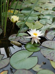Water lily bloom green photo