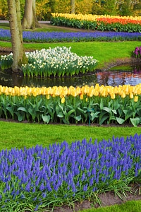 Beautiful flower bed photo