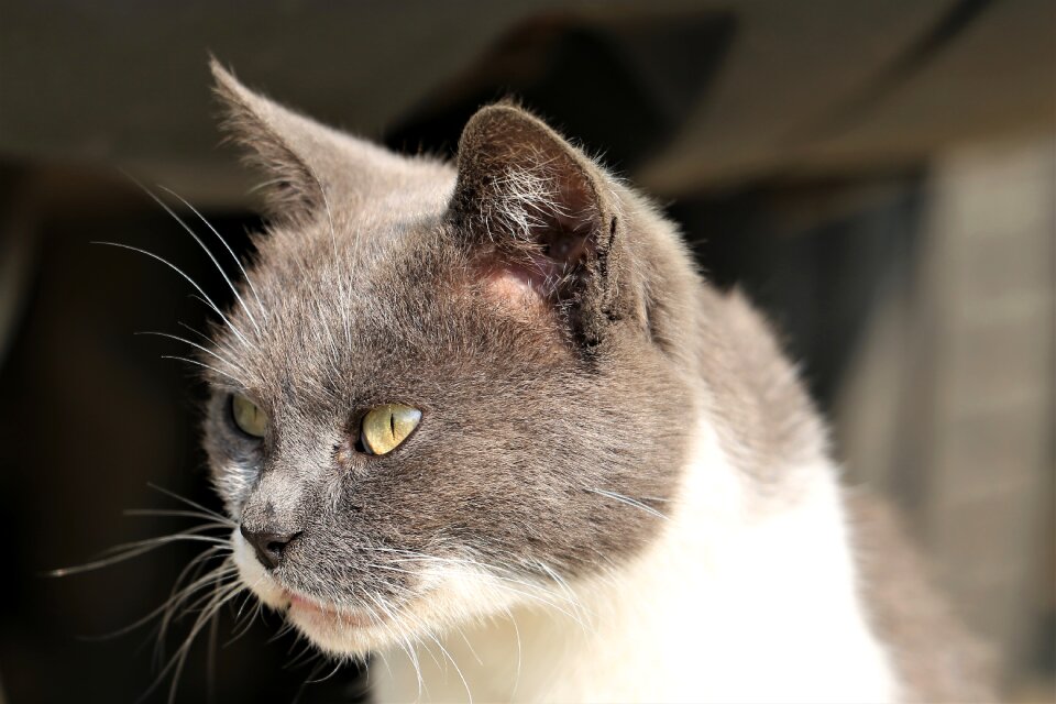 Grey and white domestic sweet